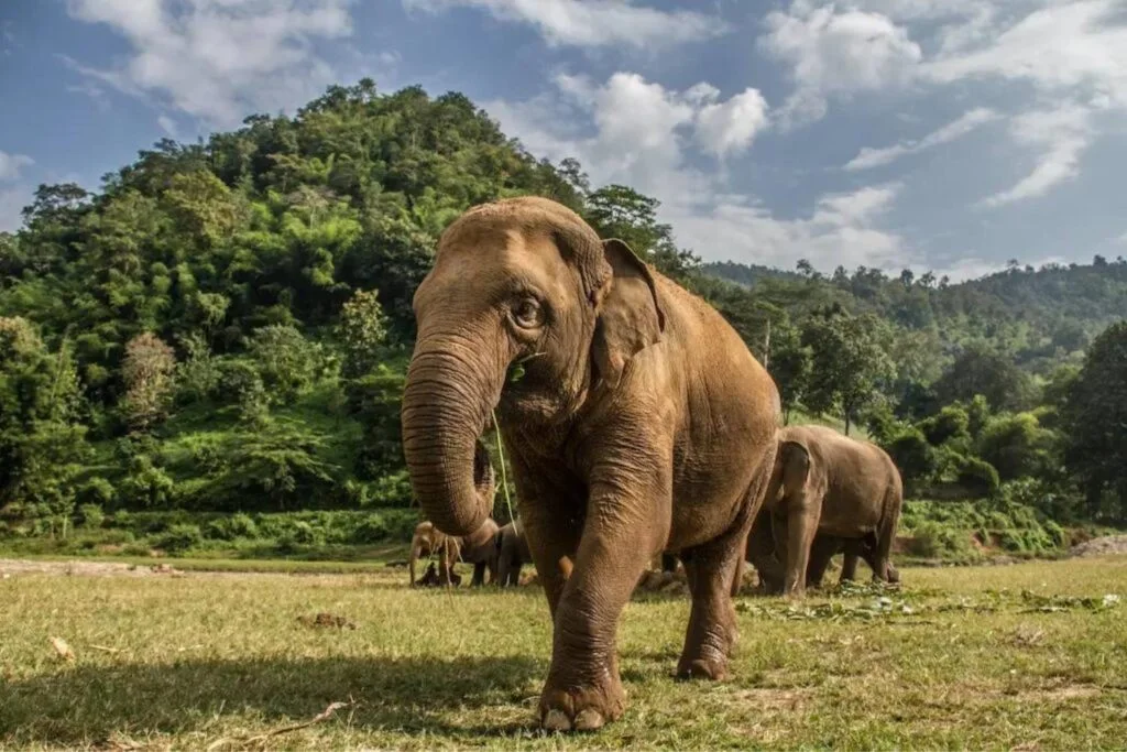 Elephant World Kanchanaburi