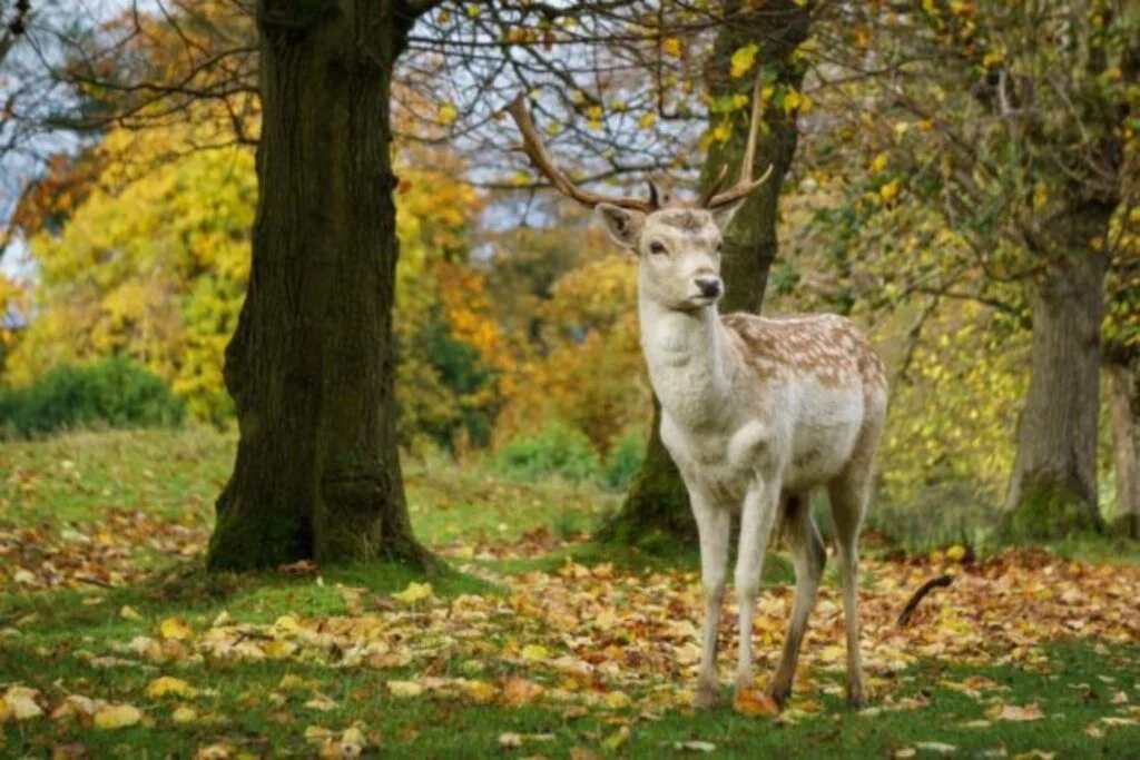 Deer park at Lyme Hall Park & Gardens